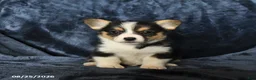 Welsh Corgi Pembroke dogs for sale: Riley - Ad 5