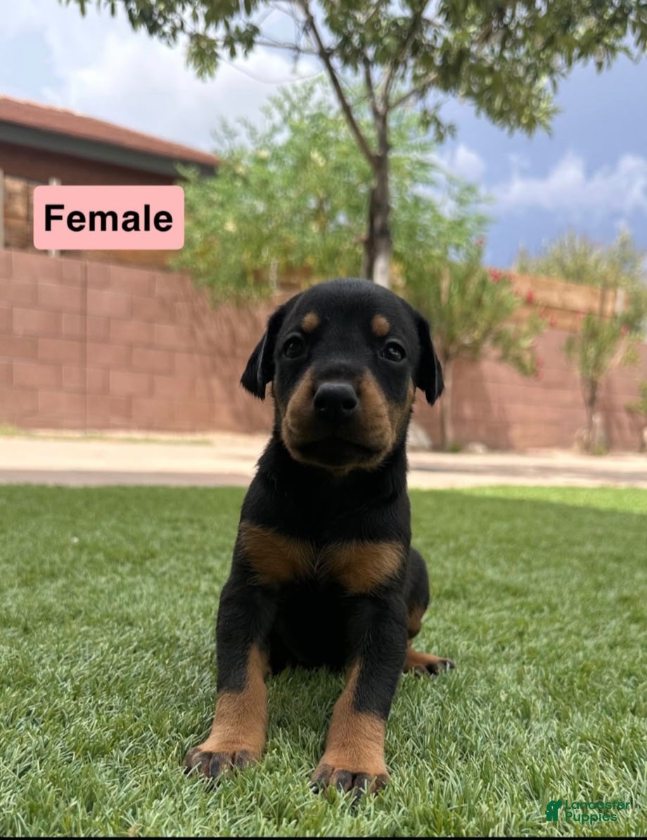 Doberman Pinscher dogs Jessica F1 - Ad 37