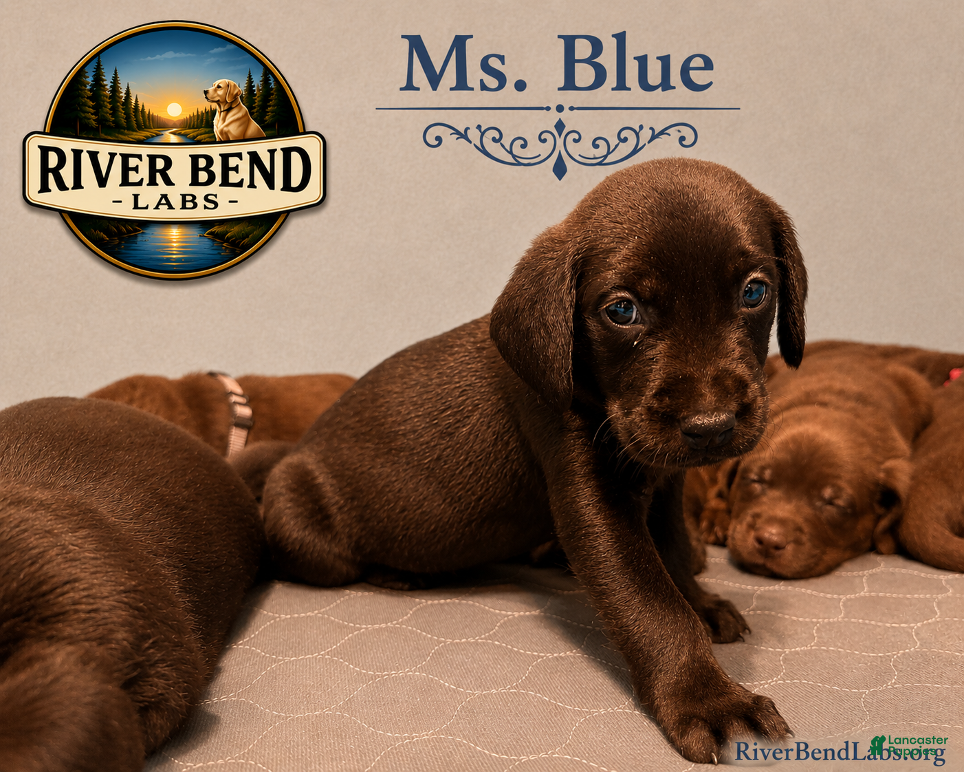 Labrador Retriever dogs Ms Blue - Ad 1
