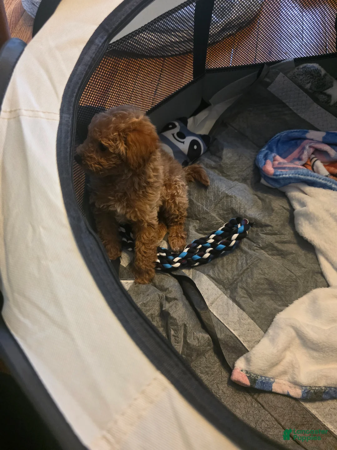 Mixed Breed dogs for sale: Mixed Breed Puppy 1 - Ad 2