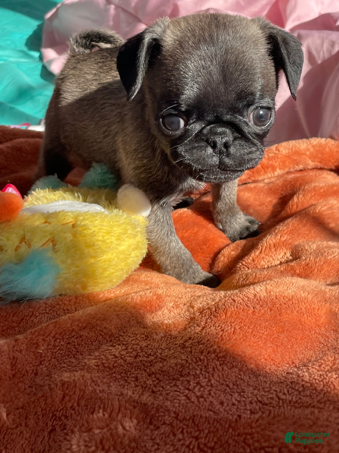 Pug dogs for sale: Peanut  - Ad 2