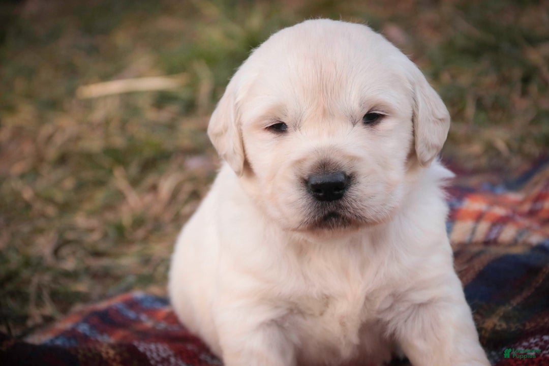 Golden Retriever dogs for sale: Rumble - Ad 7