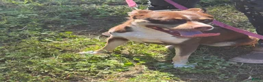 Mixed Breed Puppy 3