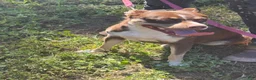 Mixed Breed dogs for sale: Mixed Breed Puppy 3 - Ad 1