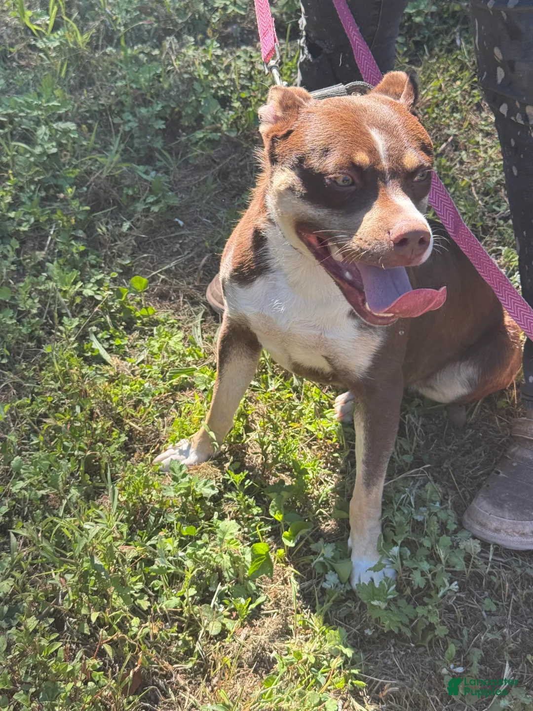 Mixed Breed dogs for sale: Mixed Breed Puppy 3 - Ad 1