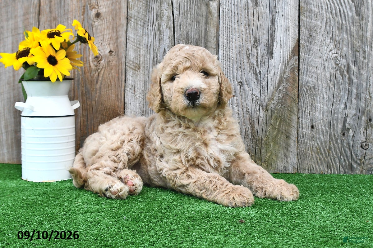 Mini Goldendoodle dogs Lilly - Ad 1