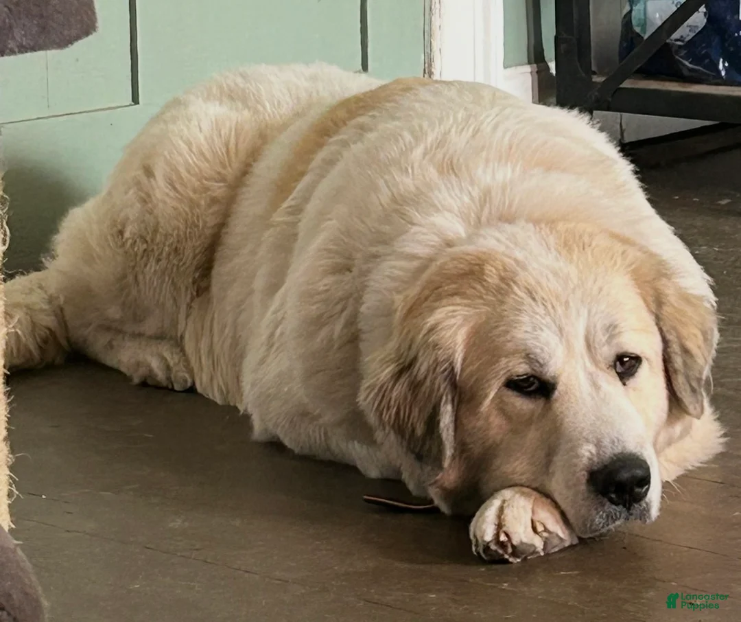 Mixed Breed dogs for sale: River - Ad 3