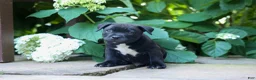 Staffordshire Bull Terrier dogs for sale: Maverick🩵 - Ad 7