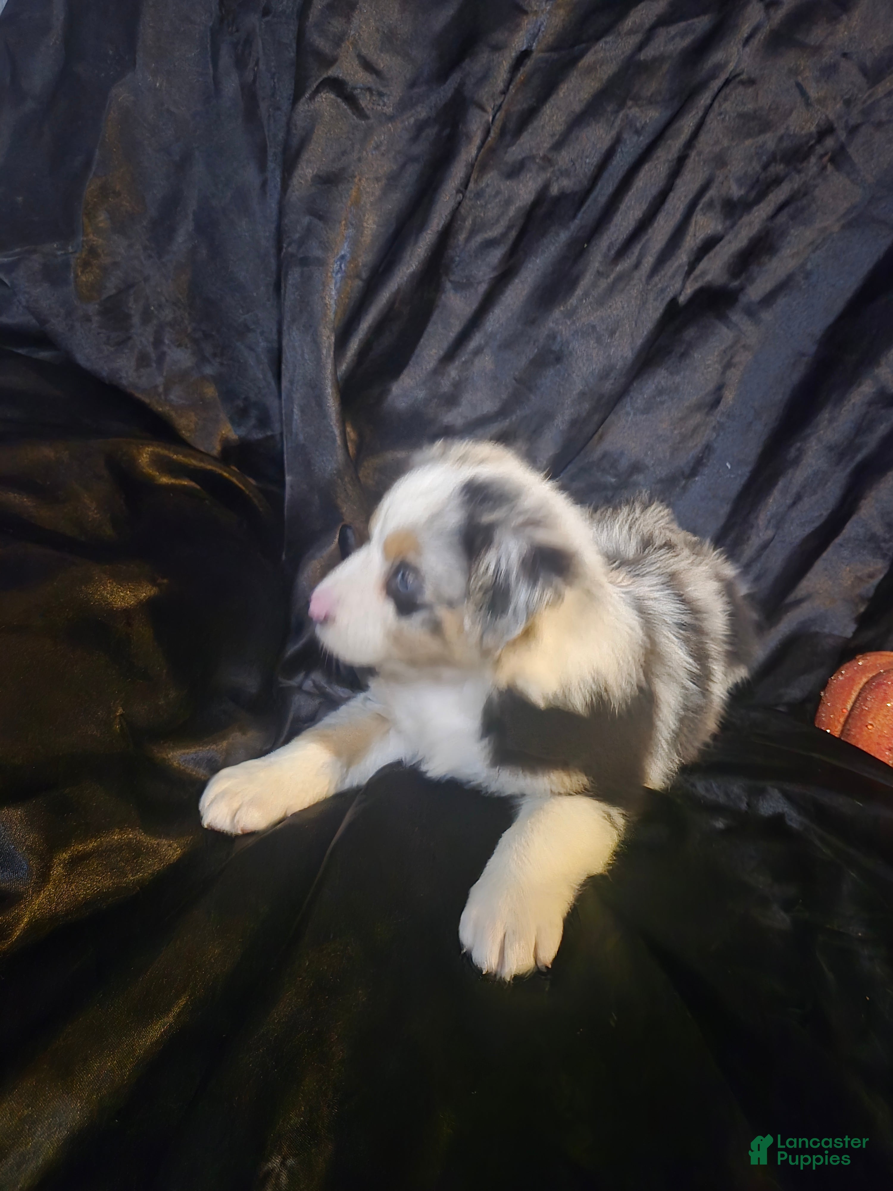 Australian Shepherd dogs "Autumn" Tricolor blue merle (more brown) - Ad 22