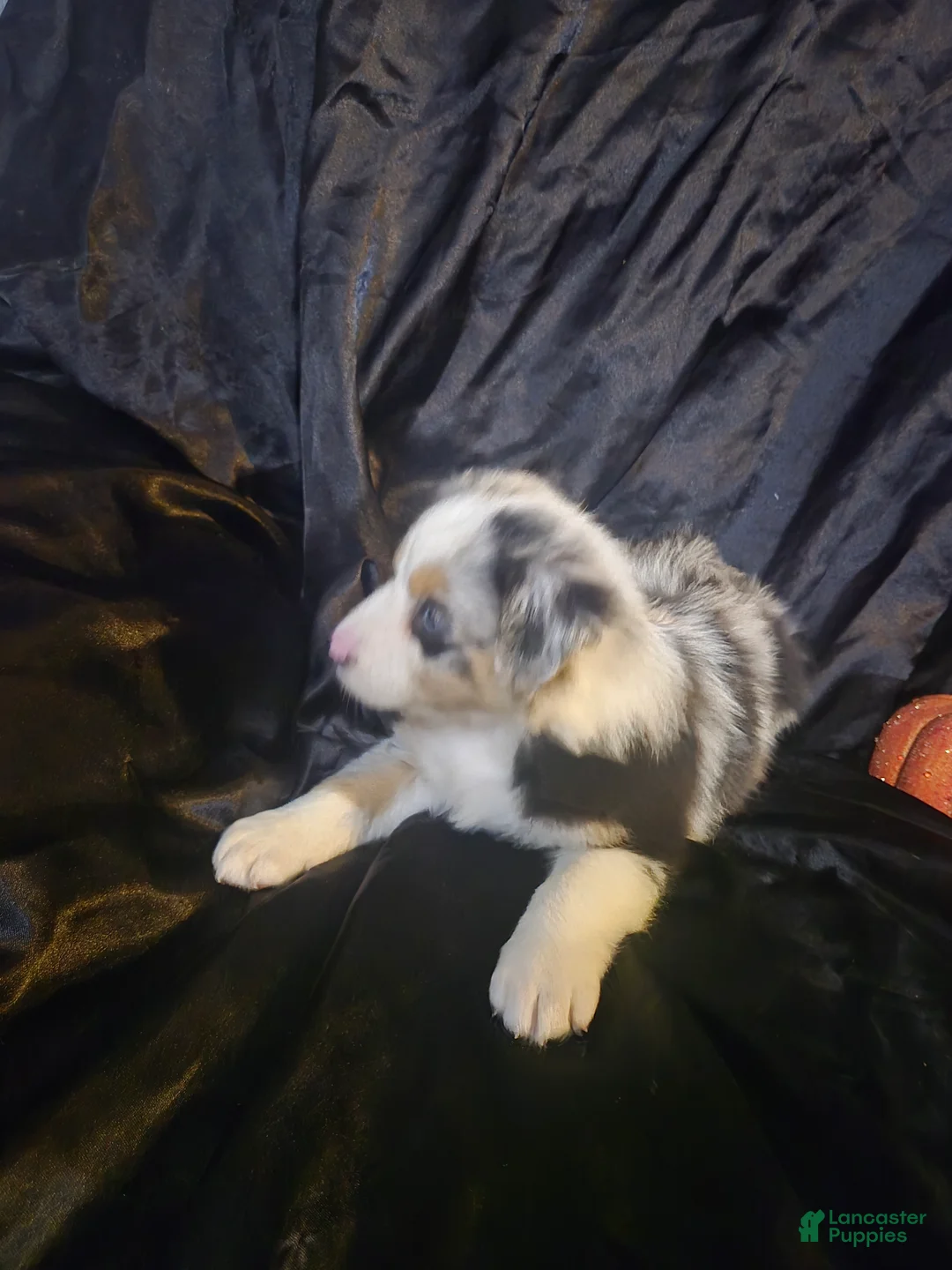 Australian Shepherd dogs for sale: "Autumn" Tricolor blue merle (more brown) - Ad 1