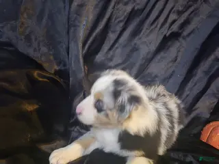 Australian Shepherd dogs "Autumn" Tricolor blue merle (more brown) - Ad 22