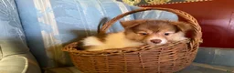 Mixed Breed dogs for sale: Cookie’s boy #3 - Ad 5