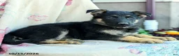German Shepherd dogs for sale: Atlas - Ad 3