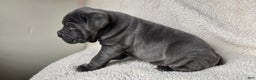 Cane Corso dogs for sale: Cane Corso Puppy 1 - Ad 7