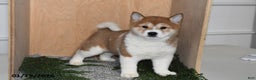 Shiba Inu dogs for sale: Zoe  - Ad 4