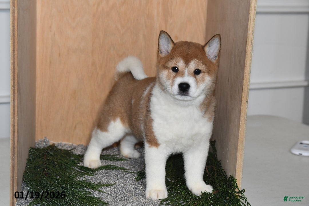 Shiba Inu dogs for sale: Zoe  - Ad 4
