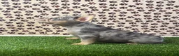 French Bulldog dogs for sale: Clover - Ad 2