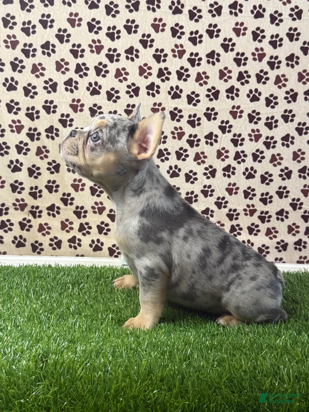 French Bulldog dogs for sale: Clover - Ad 2