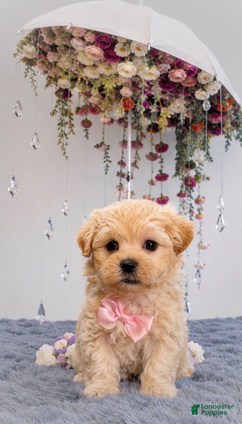 Malshi dogs Biscuit  - Ad 2