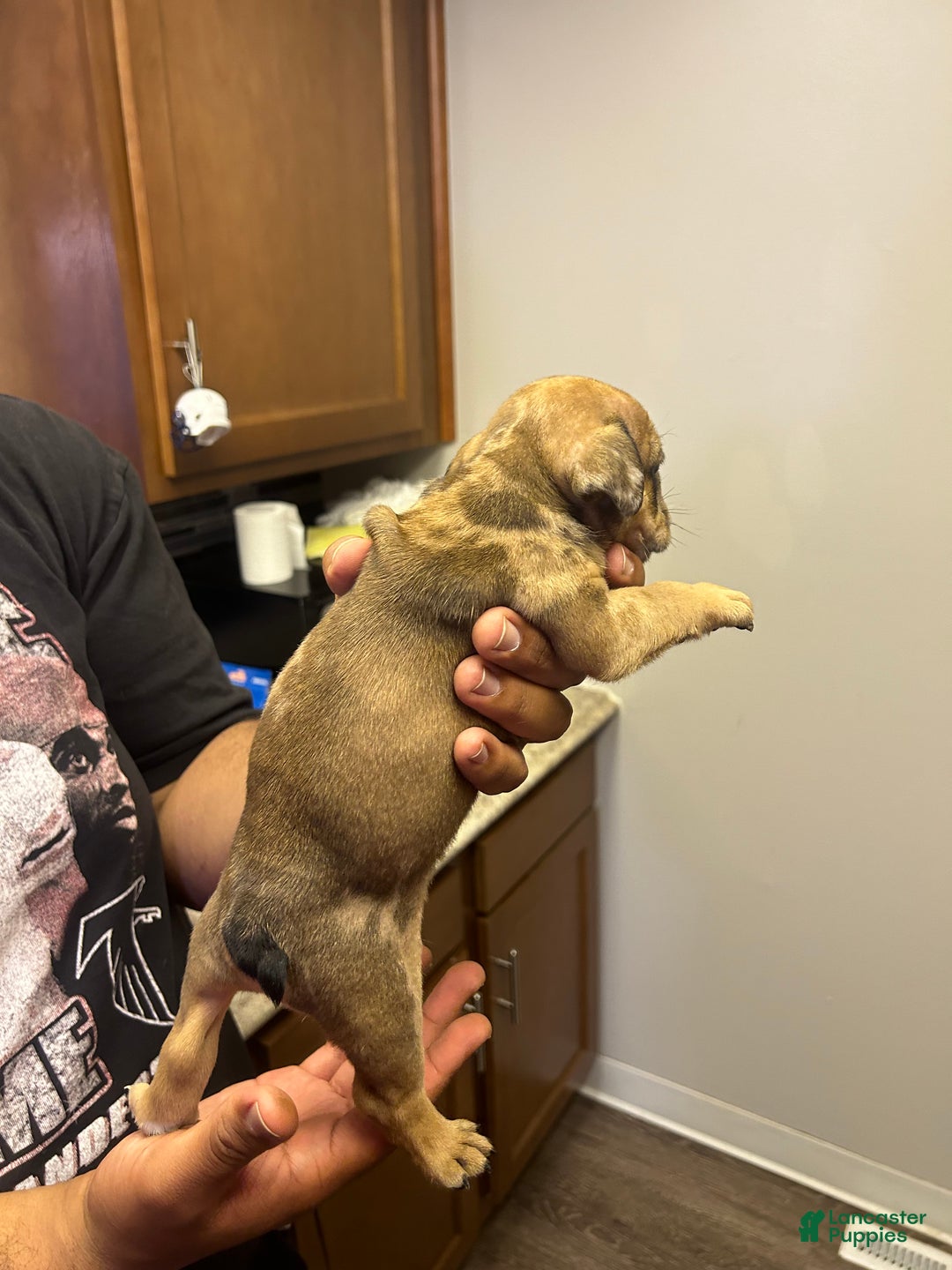 English Bulldog dogs for sale: Mocha - Ad 4