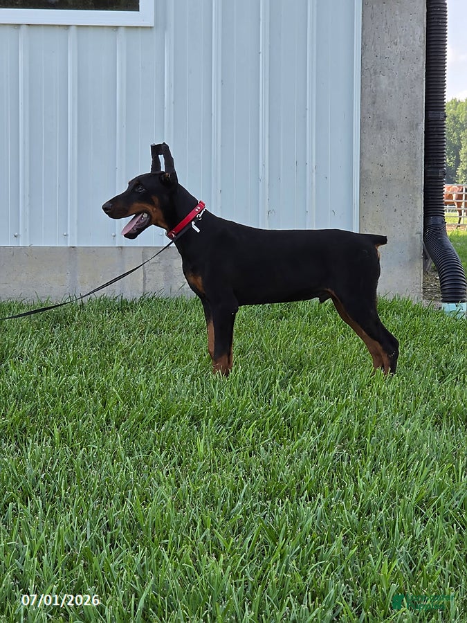 Doberman Pinscher dogs Bruno - Ad 2
