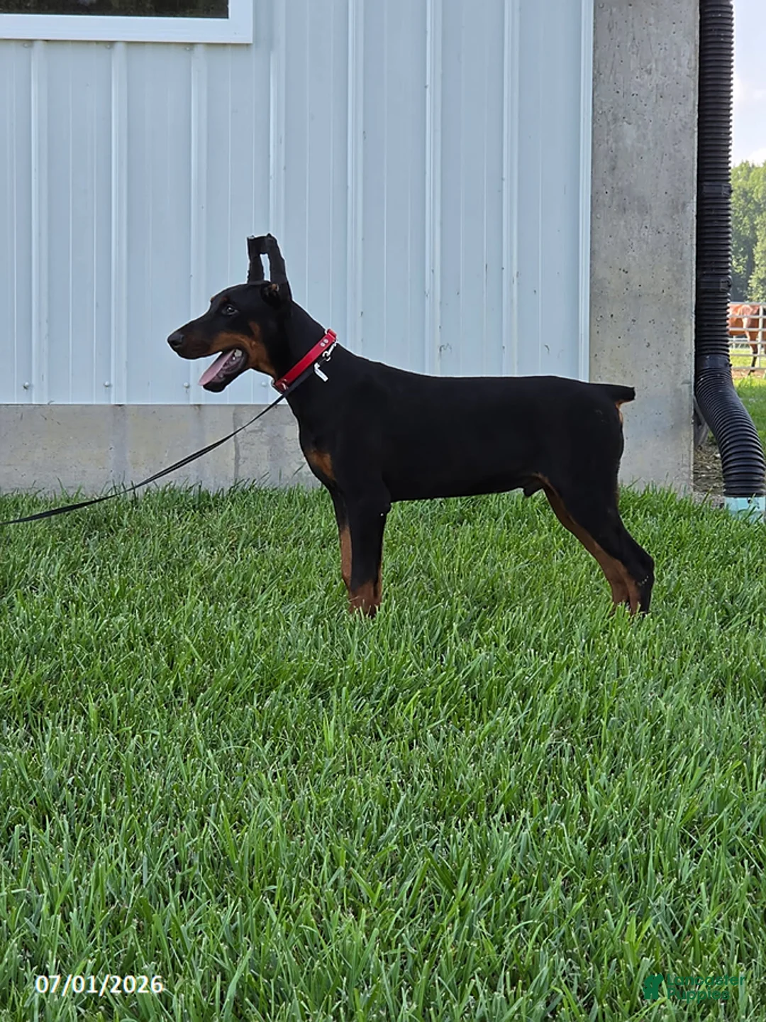 Doberman Pinscher dogs for sale: Bruno - Ad 2