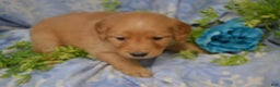 Golden Retriever dogs for sale: Anjie - Ad 4