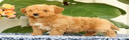 Mini Goldendoodle dogs for sale: Clark - Ad 4