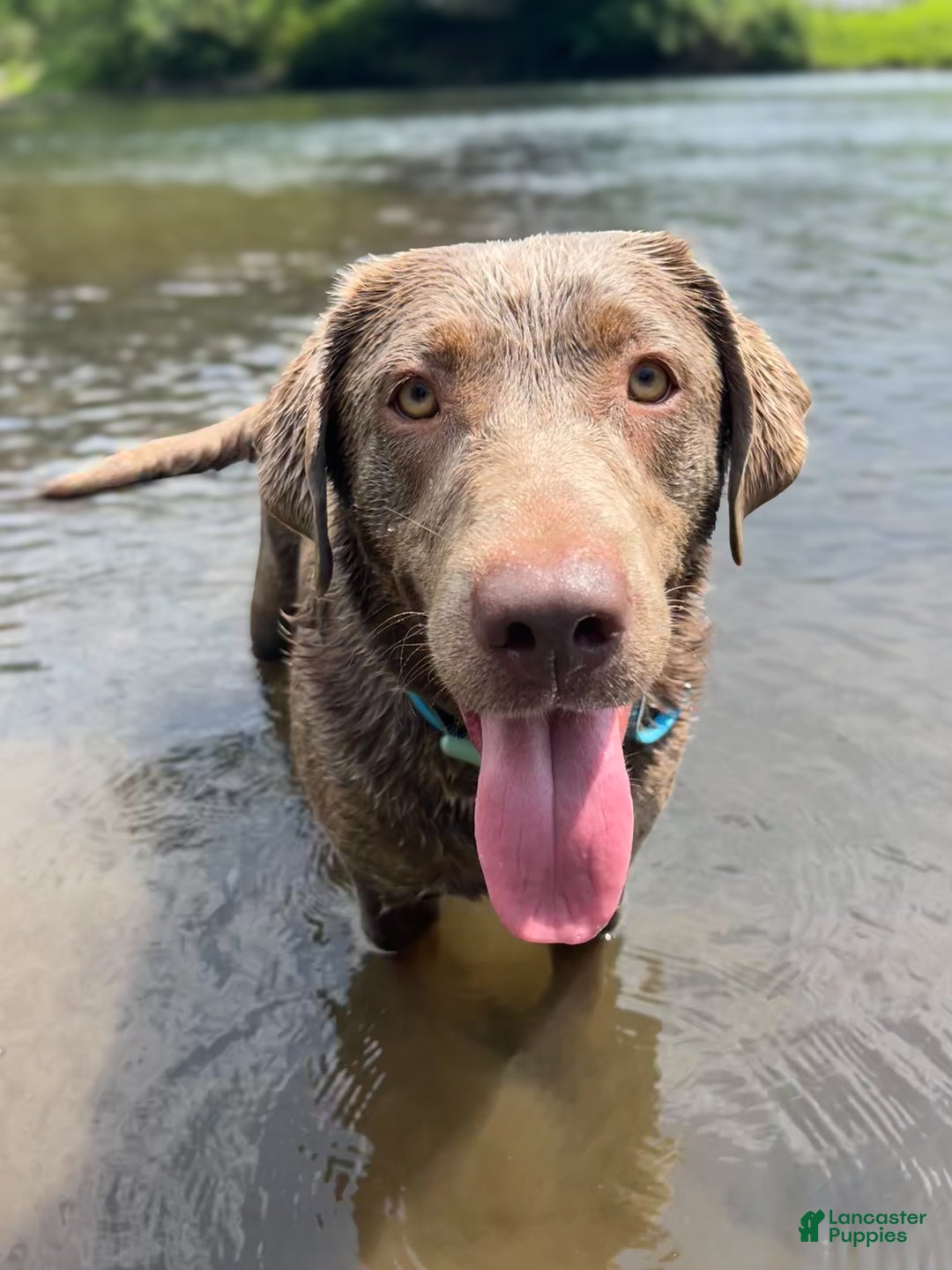 Labrador Retriever dogs for sale: Labrador Retriever Puppy 1 - Ad 3