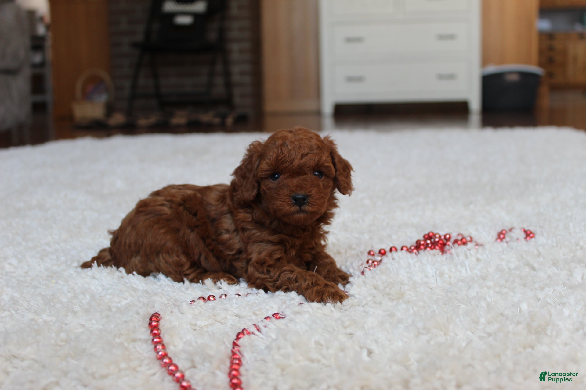 Toy Poodle dogs Marshall - Ad 23