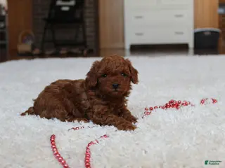 Toy Poodle dogs Marshall - Ad 23