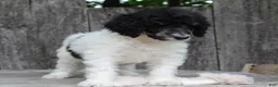 Standard Poodle dogs for sale: Sage AKC standard poodle - Ad 15