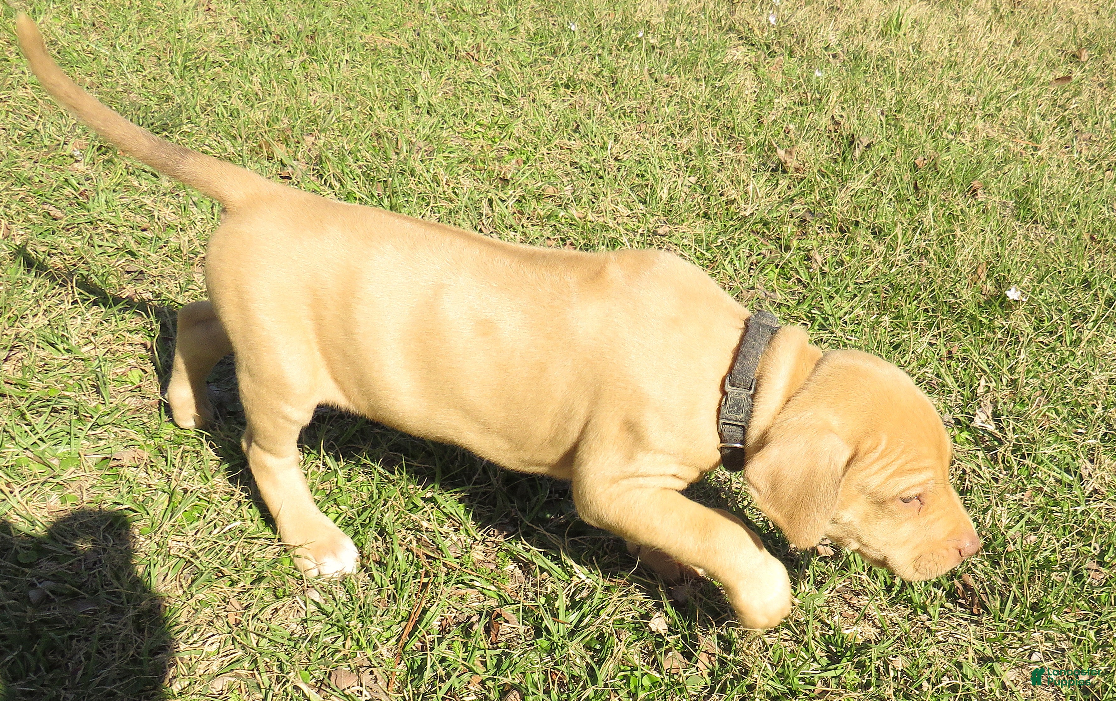 Rhodesian Ridgeback dogs Rhodesian Ridgeback Puppy 5 - Ad 6
