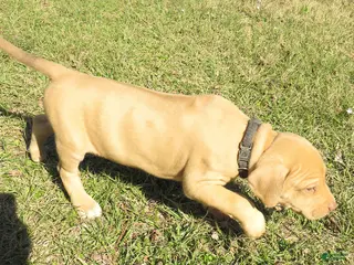 Rhodesian Ridgeback dogs Rhodesian Ridgeback Puppy 5 - Ad 6