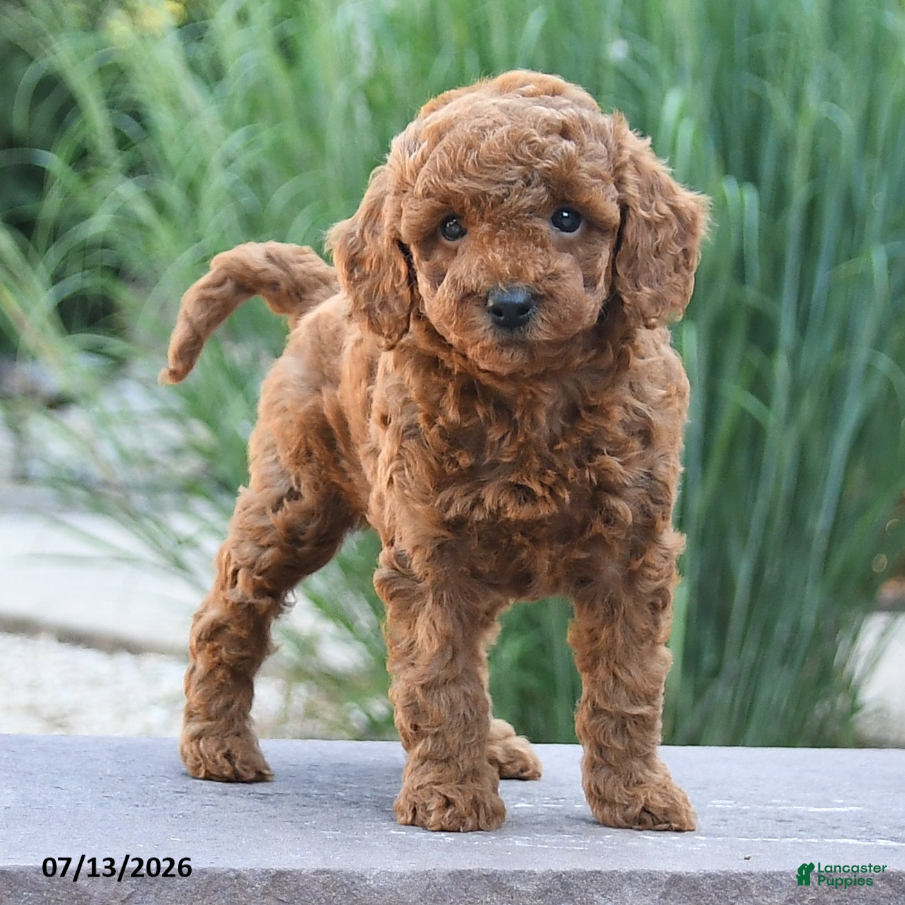 Miniature Poodle dogs Helina - Ad 2