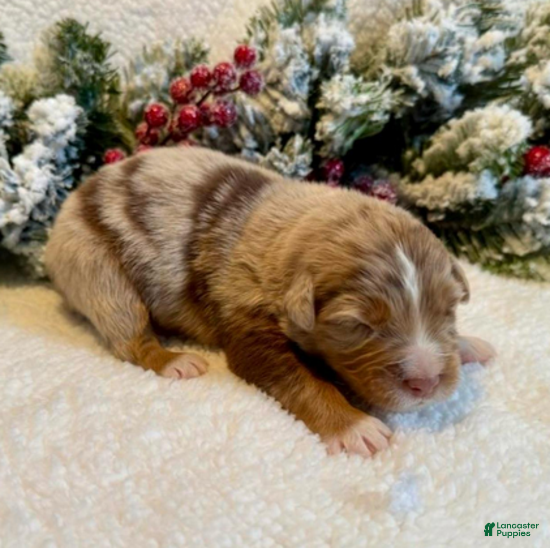 Miniature Australian Shepherd dogs for sale: Uncle Beau - Ad 5