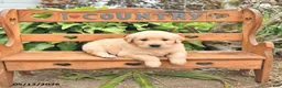 Golden Retriever dogs for sale: Dakota - Ad 4