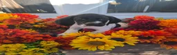 German Shorthaired Pointer dogs for sale: Gus  - Ad 1