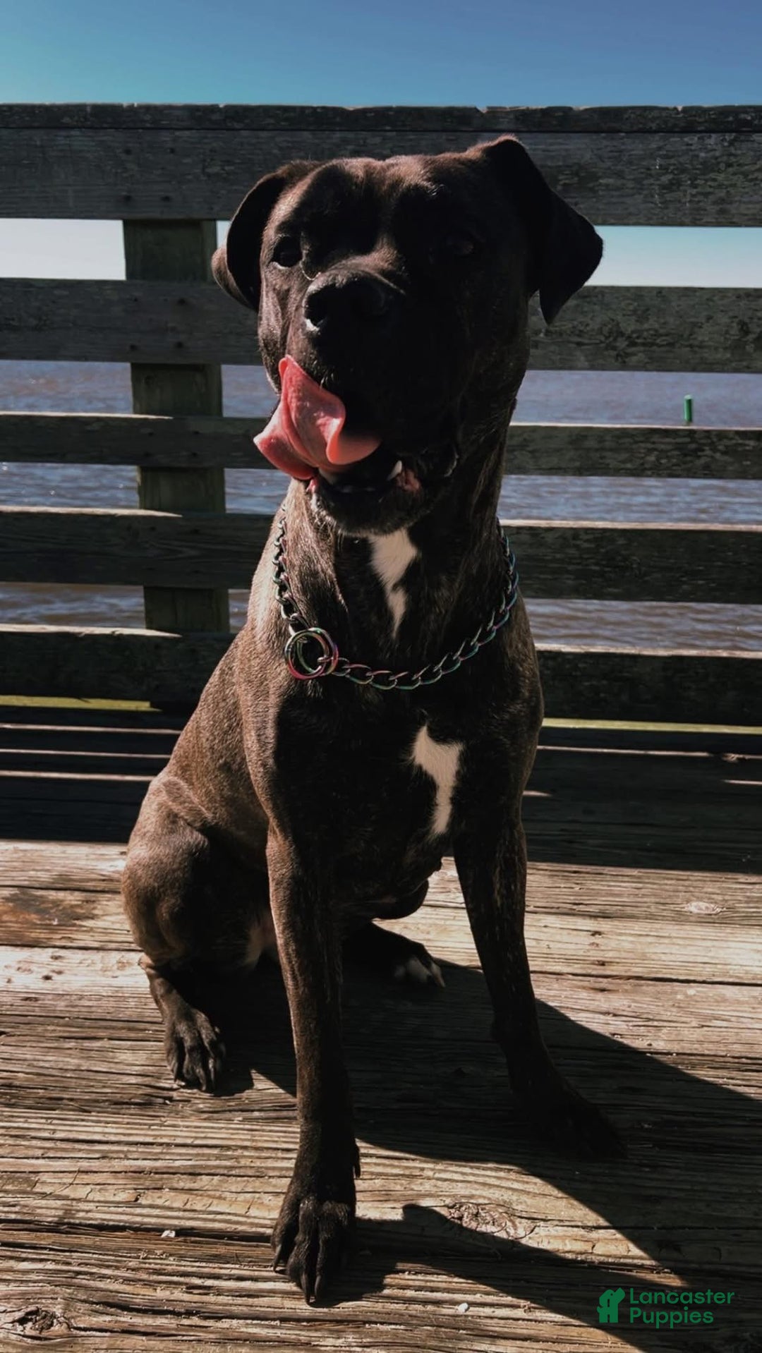 Cane Corso dogs for sale: Zues - Ad 10