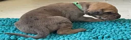 Great Dane dogs for sale: Green - Ad 3