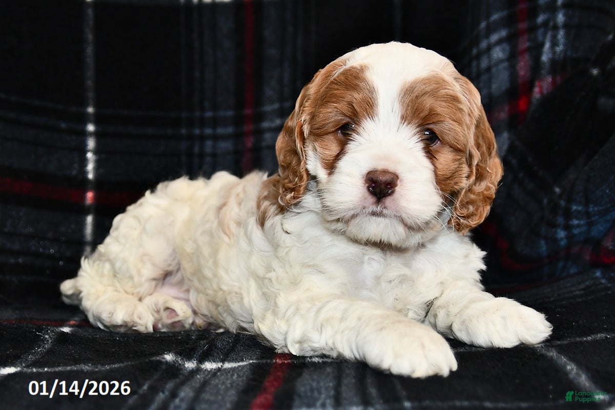 Cockapoo dogs Micah - Ad 2