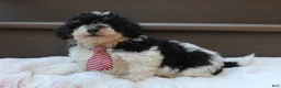 Miniature Poodle dogs for sale: Milo - Ad 5