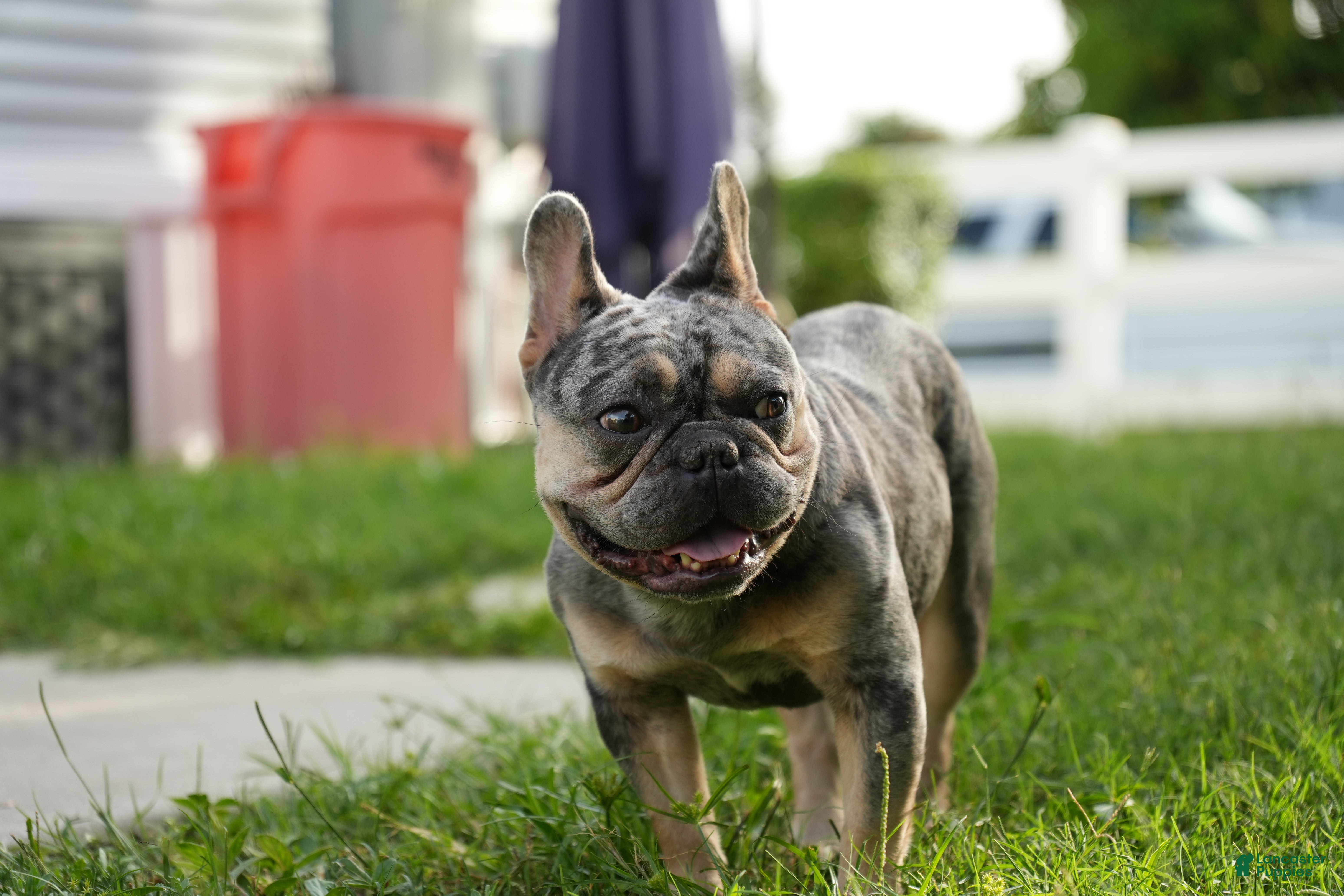 French Bulldog dogs for sale: Axel - Ad 2