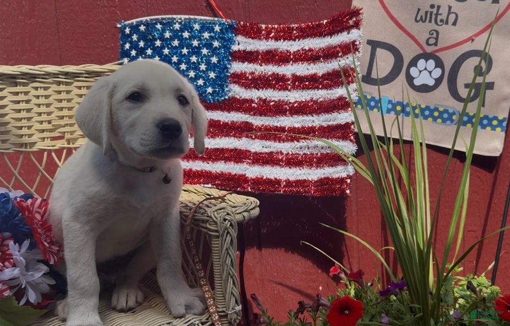 Labrador Retriever dogs for sale: Benny_Male - Ad 5