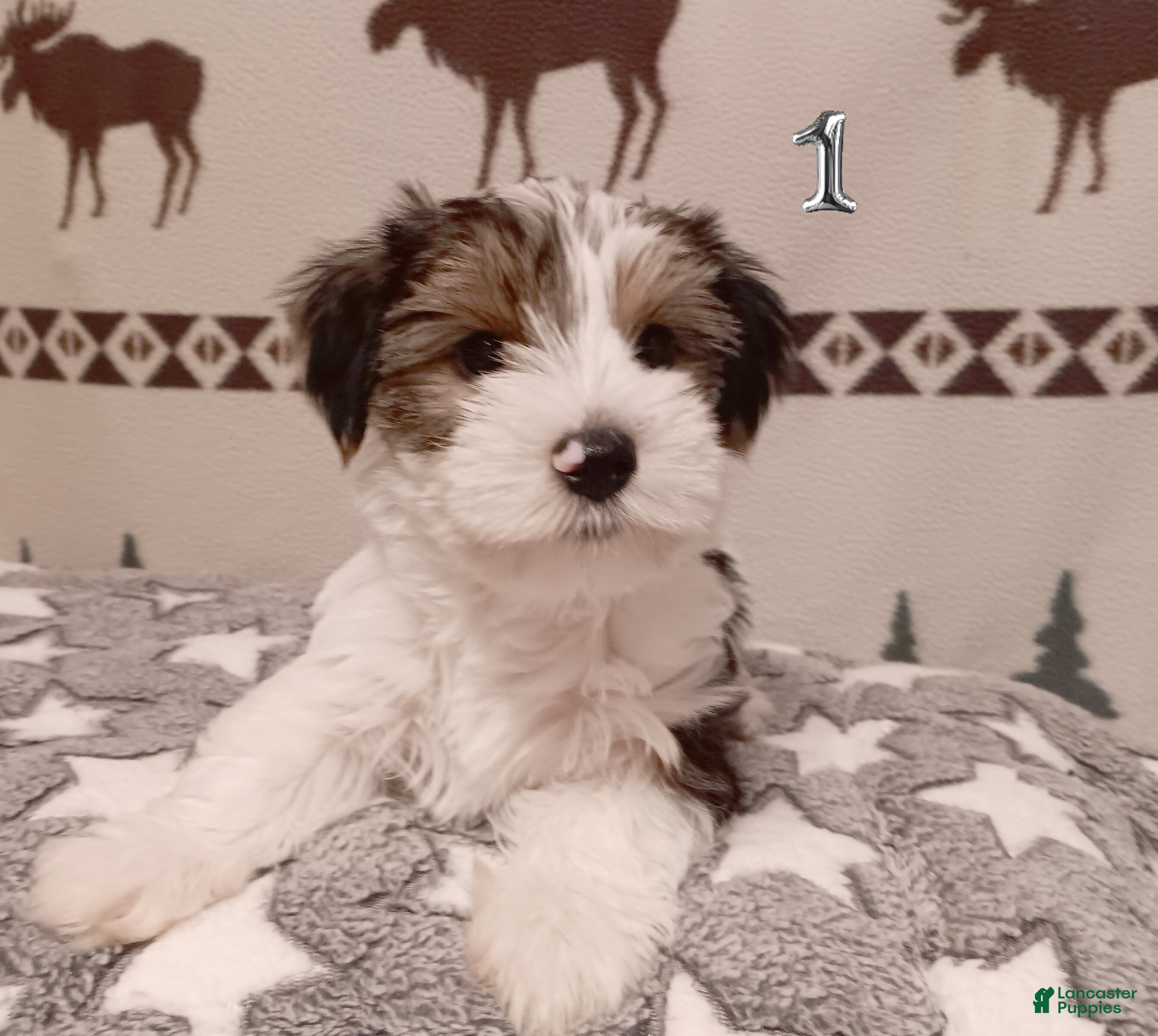 Mixed Breed dogs Hazlee - Ad 36
