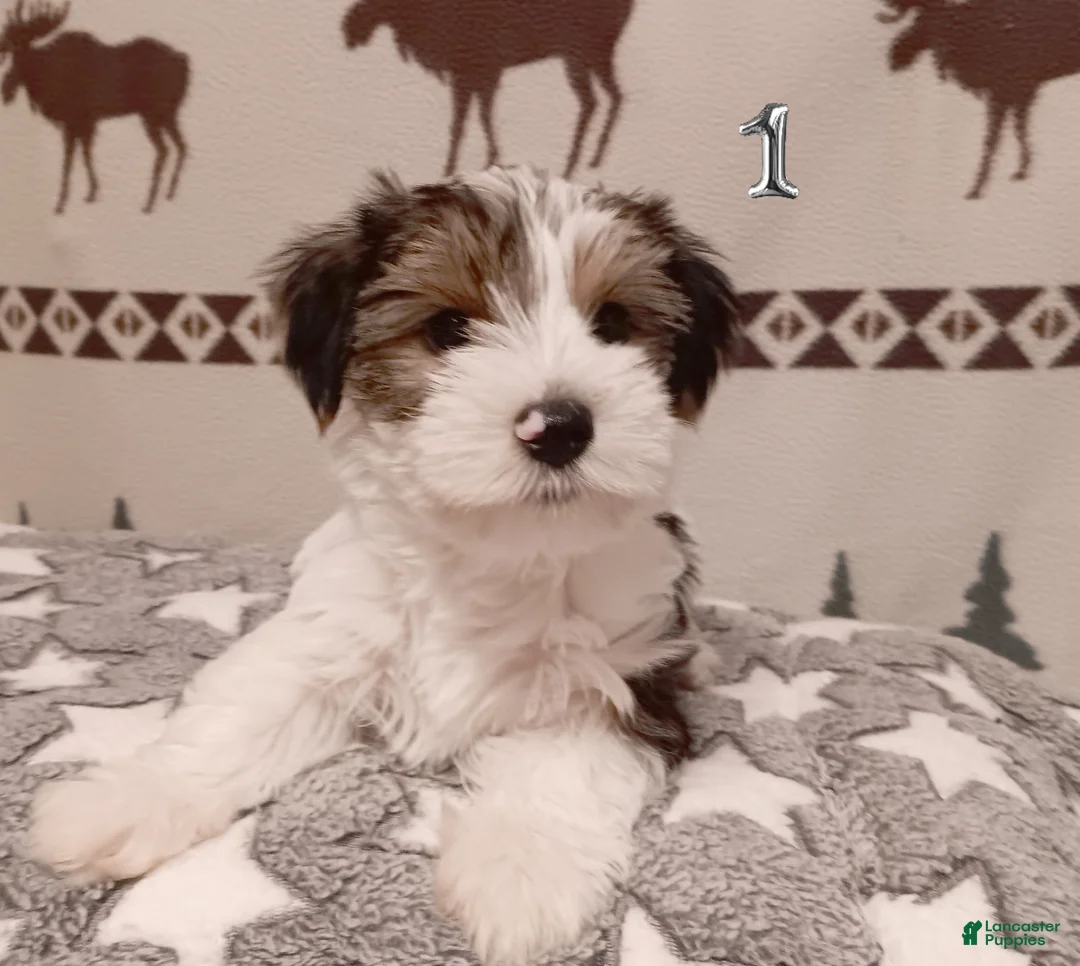 Mixed Breed dogs for sale: Hazlee - Ad 1