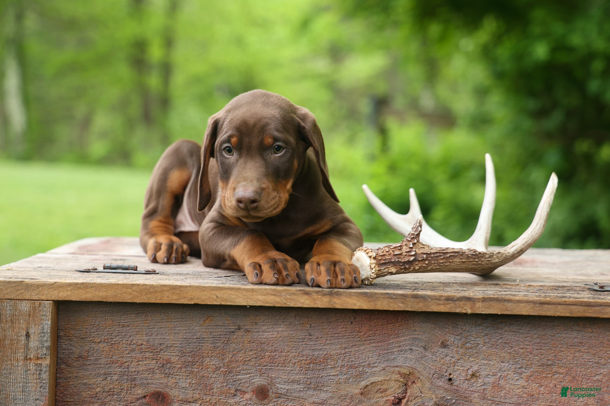 Doberman Pinscher dogs  Dexter (Red Rust)🐶 - Ad 1