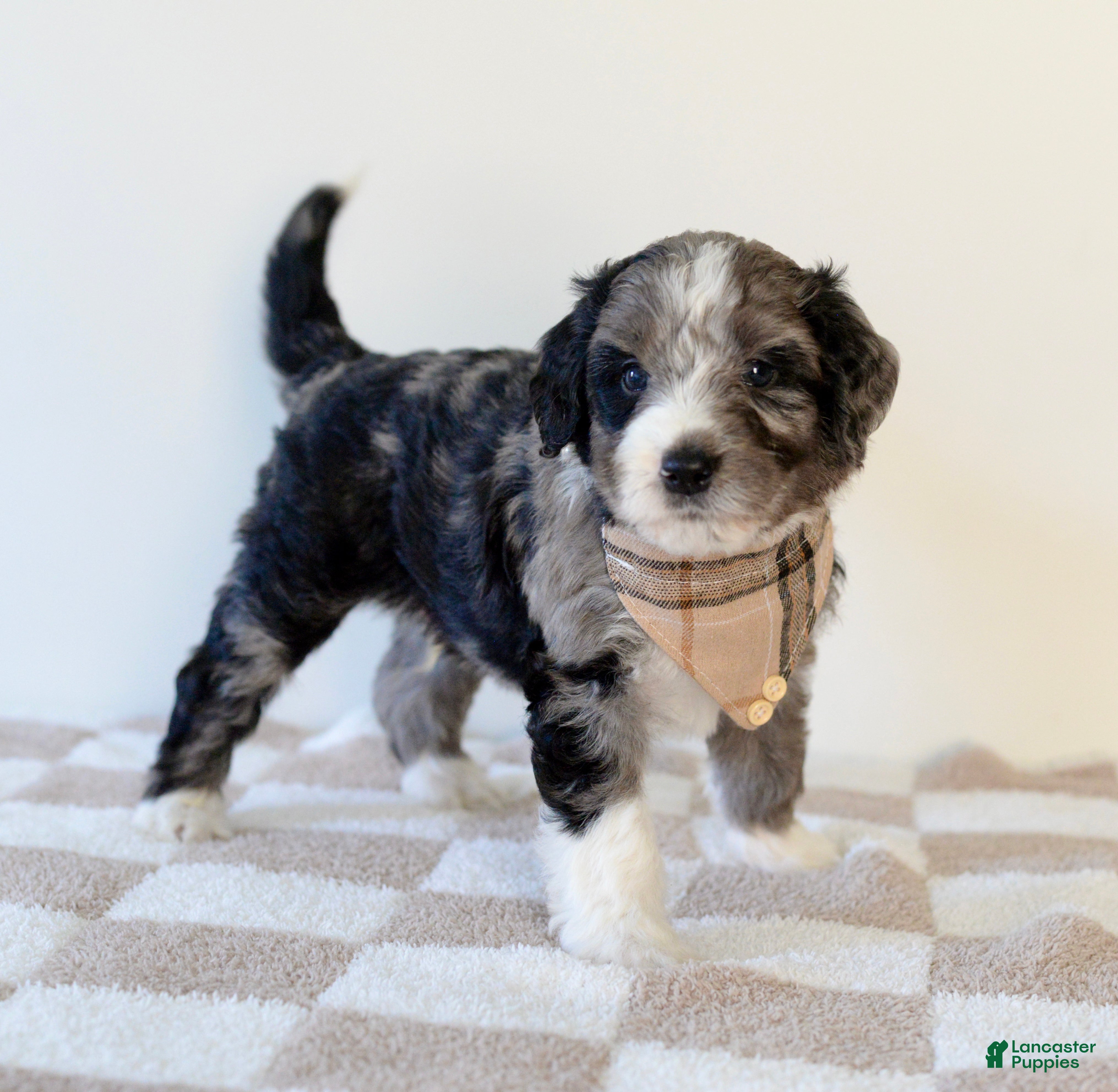 Bernedoodle dogs Flannel  - Ad 15