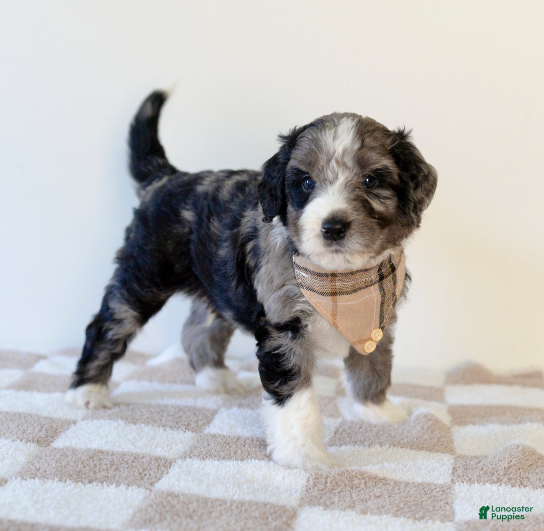 Bernedoodle dogs for sale: Flannel  - Ad 1