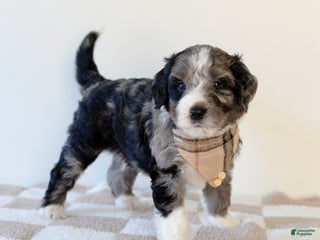 Bernedoodle dogs Flannel - Ad 36